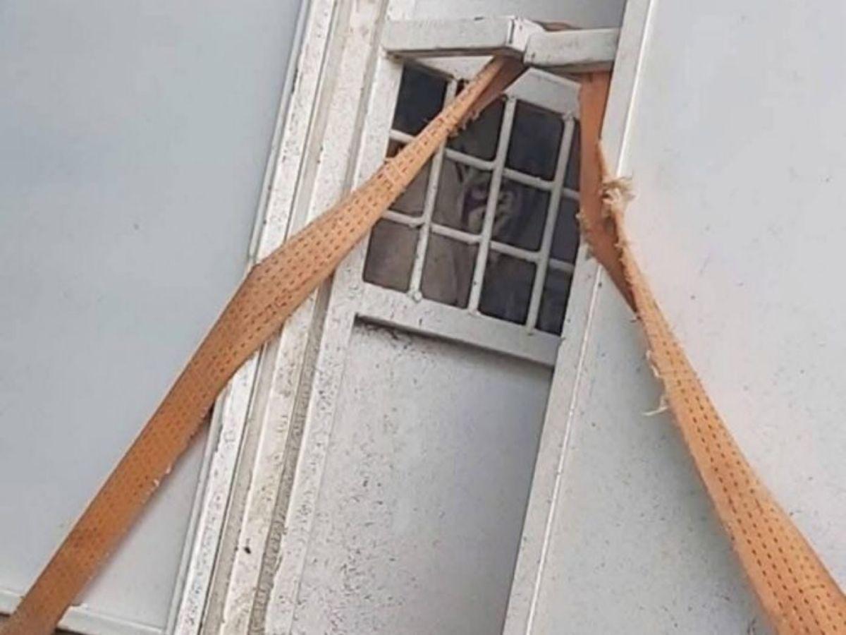 Honduras reubica por primera vez en EE UU a ocho grandes felinos para su conservación