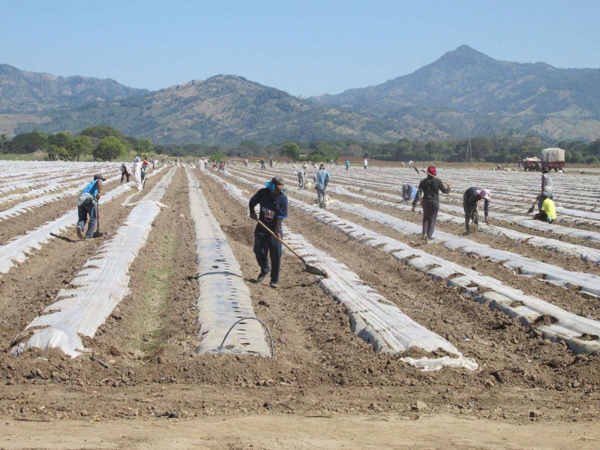 Conozca el salario mínimo vigente en el sector agropecuario de Honduras