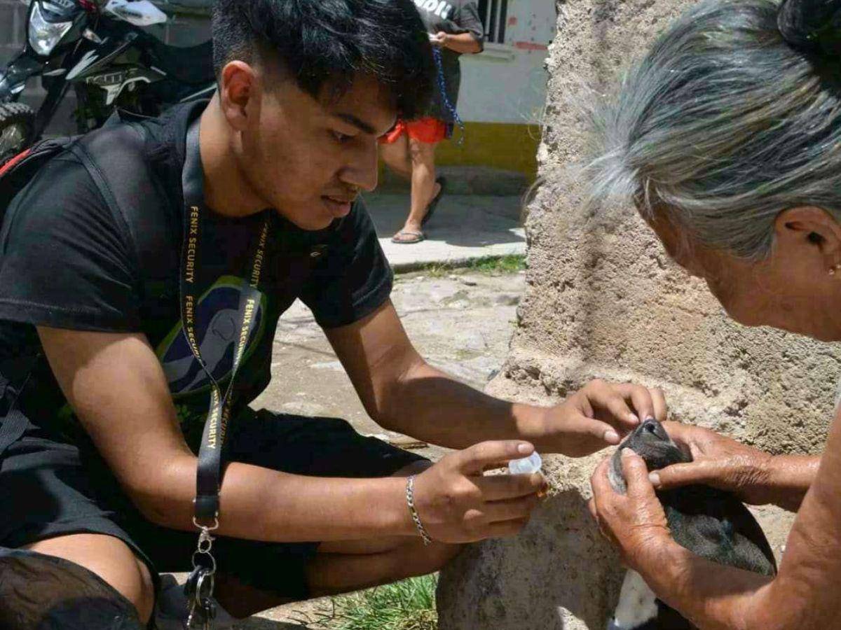 Cientos de perros y gatos sin ningún tipo de vacunas deambulan por la ciudad.