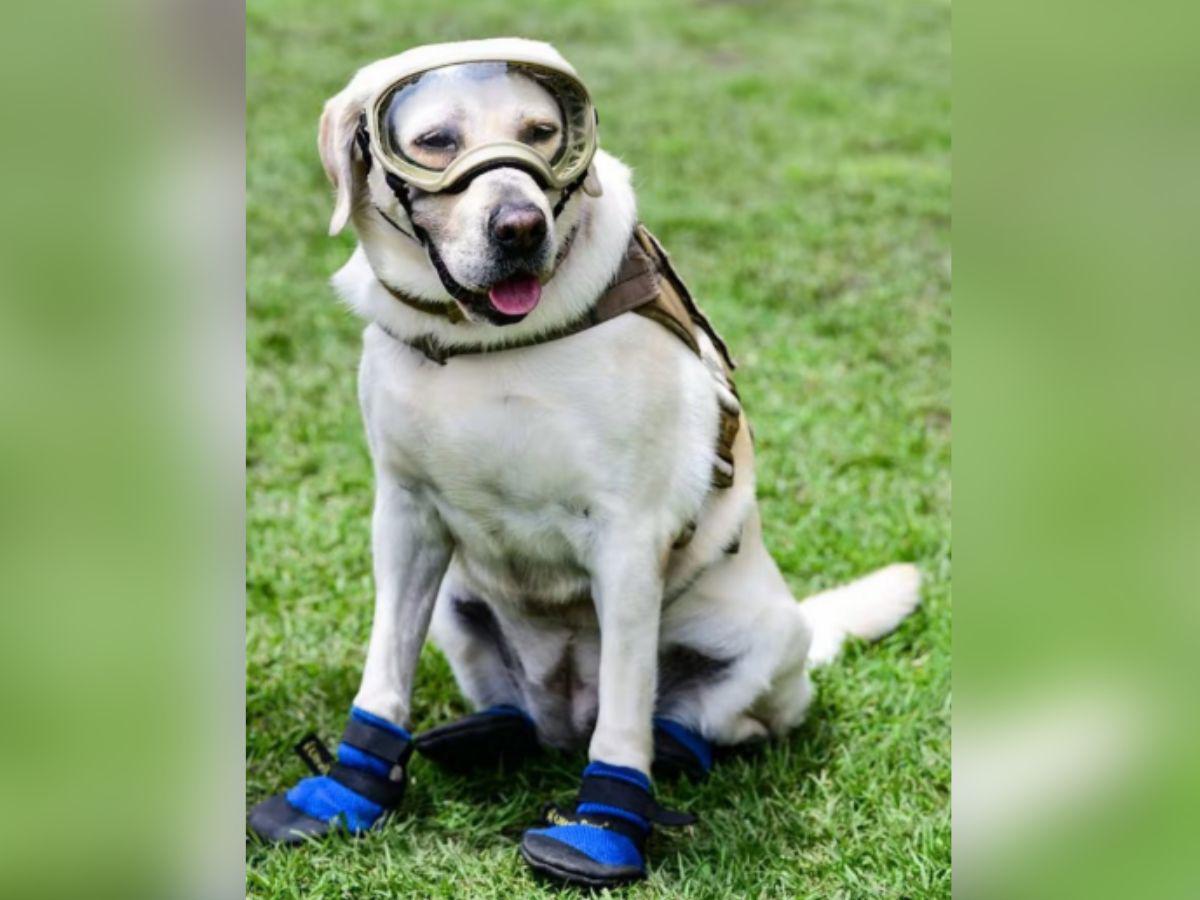 Muere Frida, perra rescatista símbolo del terremoto de México de 2017