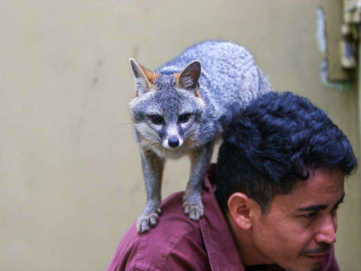 Teo, el sociable zorro gris, da un ejemplo de cómo un animal improntado genera un vínculo con los humanos, esa conducta los limita a ser reinsertados en su hábitat natural.