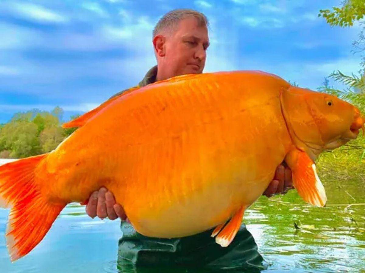 Un pescador encuentra uno de los peces dorados más grandes del mundo en Francia