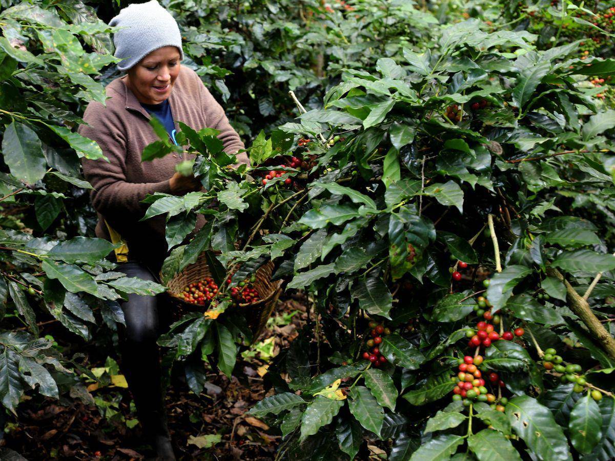 $!A lo largo del año, las fincas reciben un costoso mantenimiento, sin embargo, su producción no siempre genera una rentabilidad para los productores.
