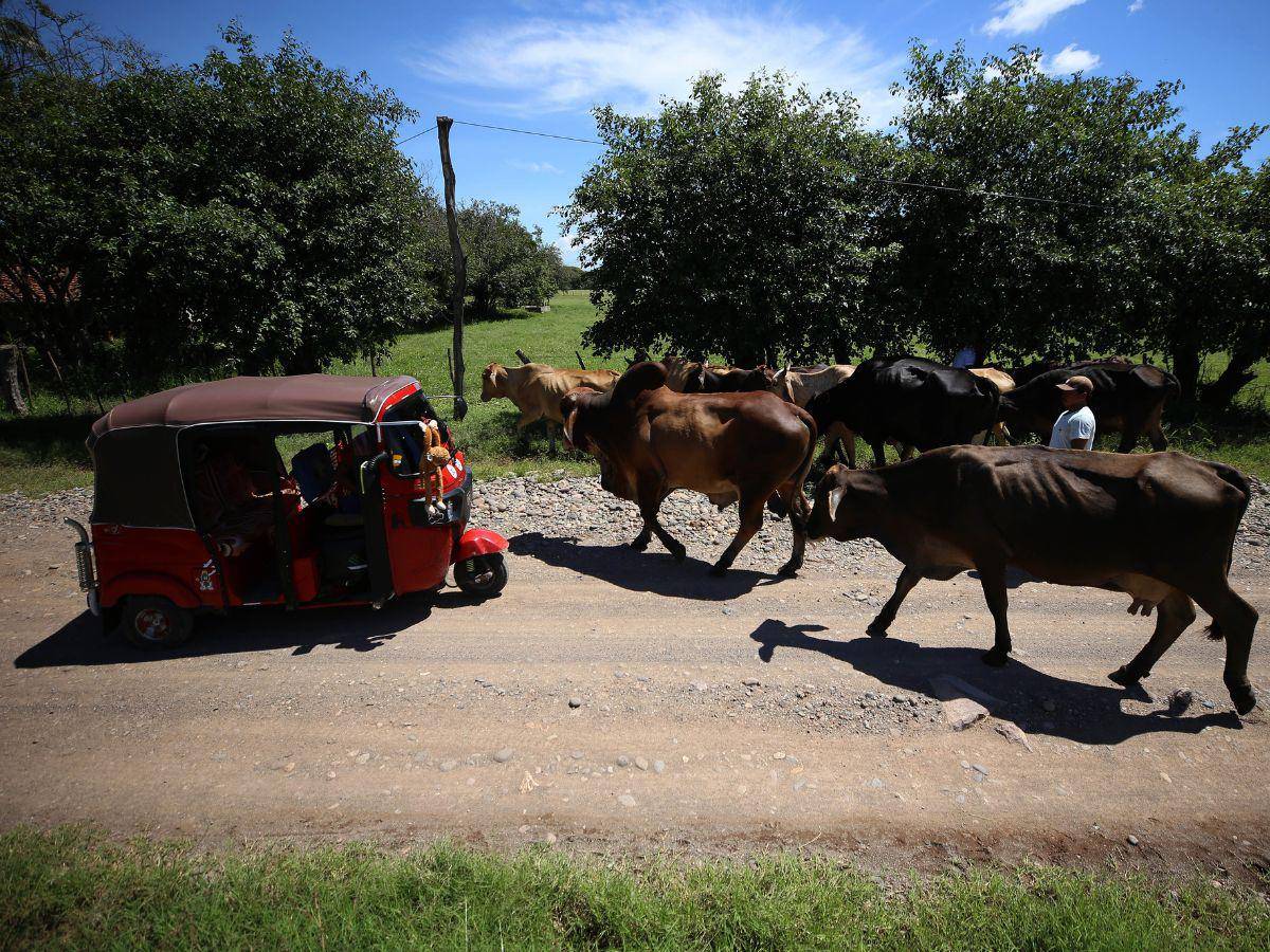 $!Los productores de leche se quedaron que debido a la falta de transporte están teniendo muchas pérdidas.