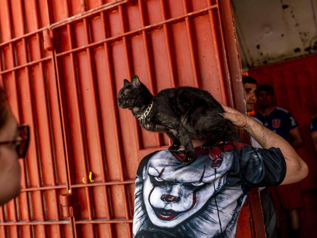$!La prisión principal en Santiago de Chile tiene 5 mil 600 reos, muchos de los cuales han hallado consuelo cuidando gatos. (Cristobal Olivares para The New York Times)