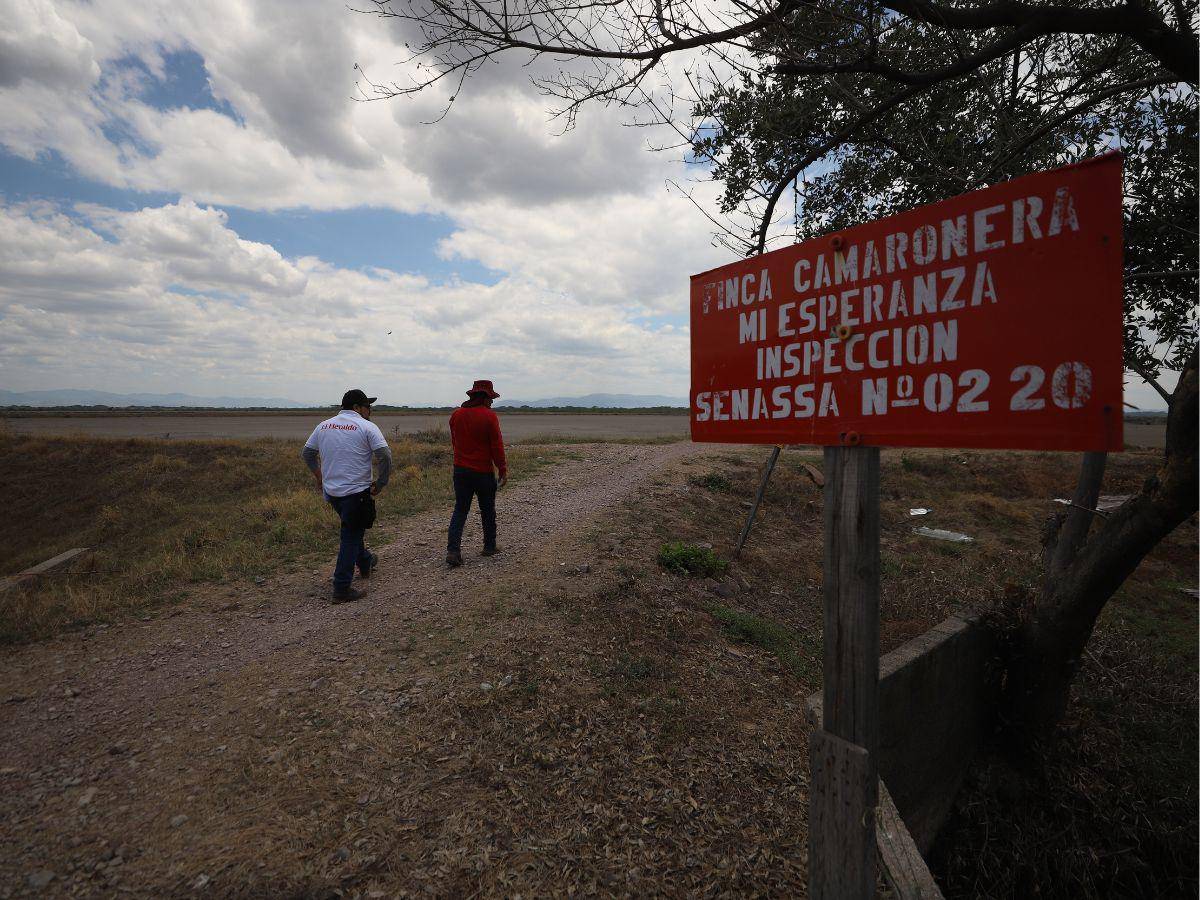$!Los pequeños productores son de los más afectados debido a que no hay mercado para colocar el producto.