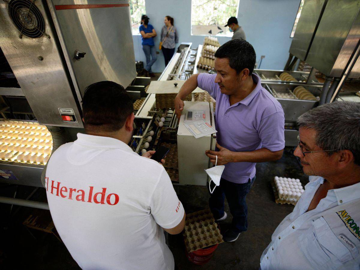 $!En la etapa de calificación en las granjas se separa el huevo jumbo, grande, mediano y pequeño para ser distribuido en los camiones por todo el país; el tamaño del blanquillo depende de la edad de la gallina.