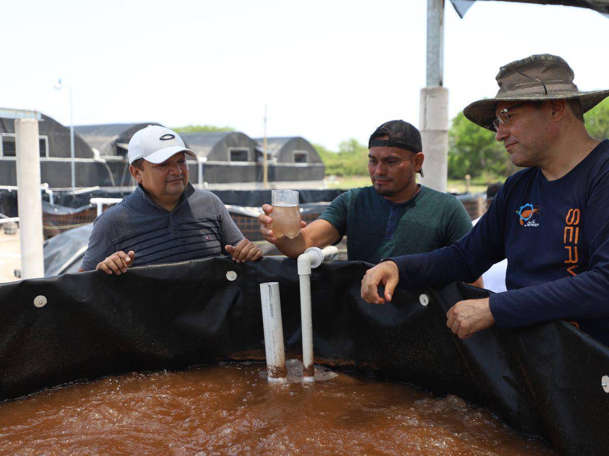 $!Honduras cuenta con personal calificado en toda la cadena de producción de camarón, quienes sufren las consecuencias de la crisis.