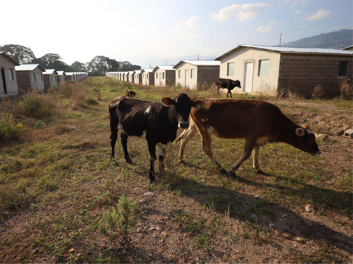 $!Los proyectos de viviendas para los afectados de Eta y Iota siguen en el abandono por parte del gobierno.