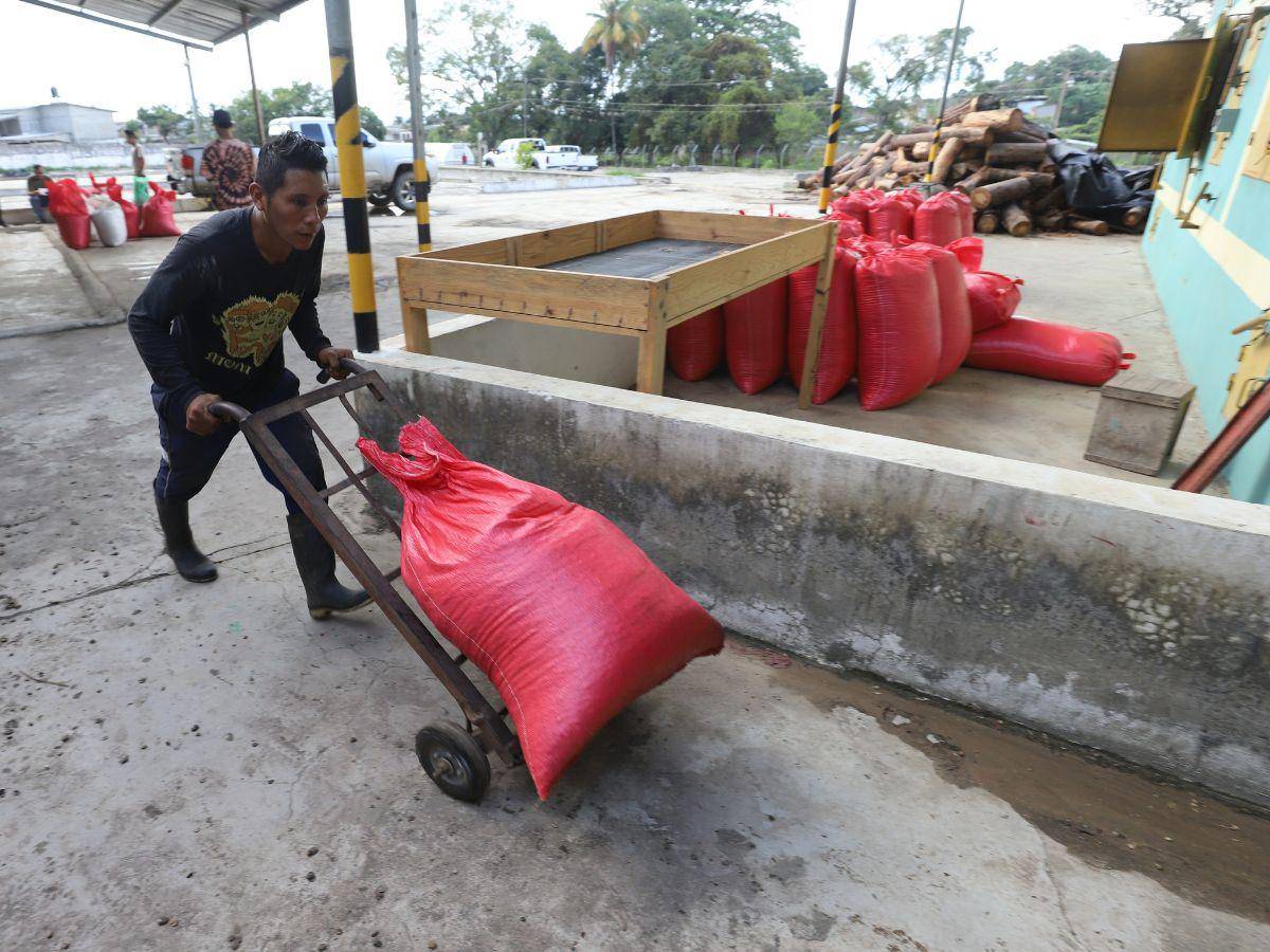 $!La caficultura no solo genera trabajo en las fincas, sino que los beneficios y las cooperativas también emplean a trabajadores para ejecutar el proceso de transformación del grano.