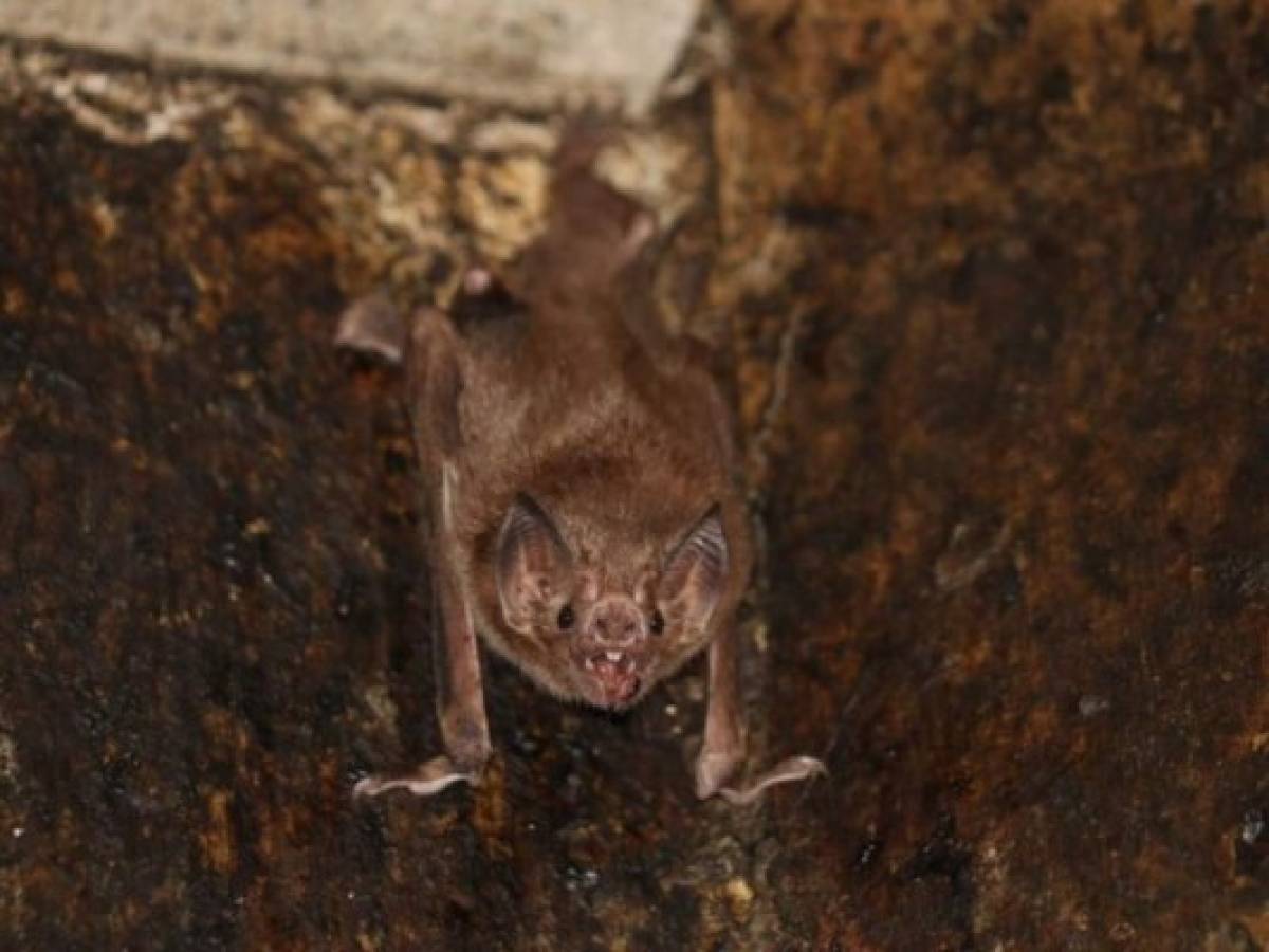 ¡Preocupante! Encuentran nuevo coronavirus en murciélagos de Tailandia