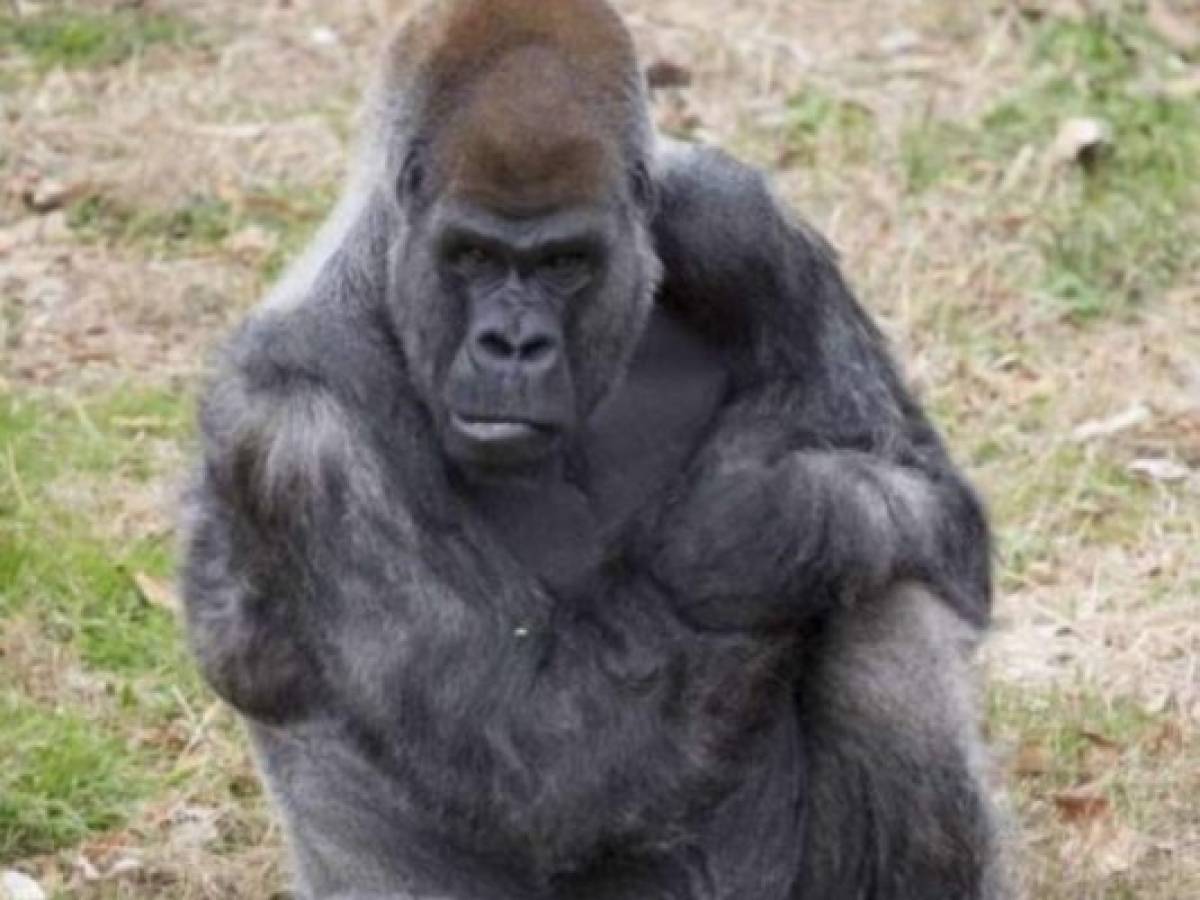 Zoológico de Atlanta trata a 13 gorilas infectados de covid-19