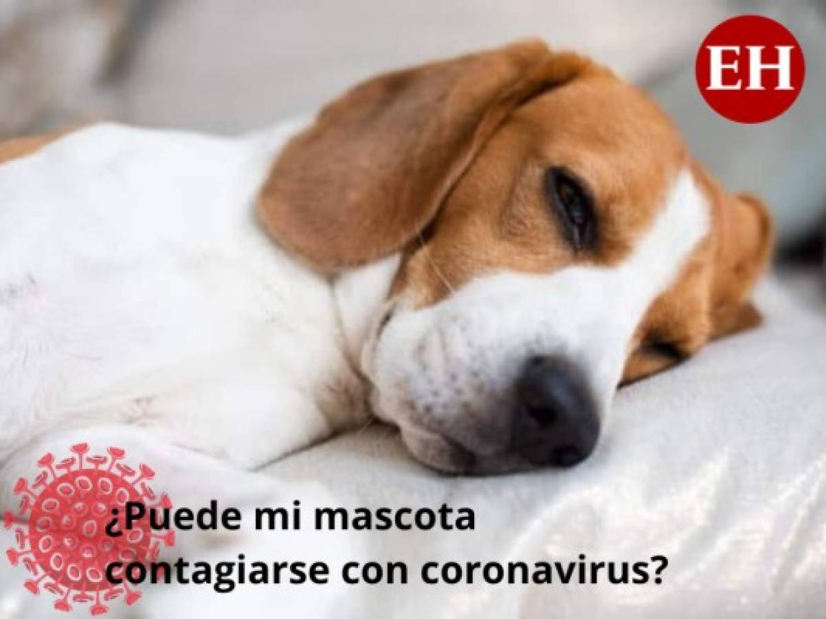 ¿Los animales pueden ser contagiados por el coronavirus?