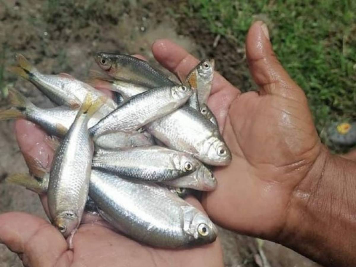'Lluvia de peces” sorprende a pobladores de comunidad de Yoro