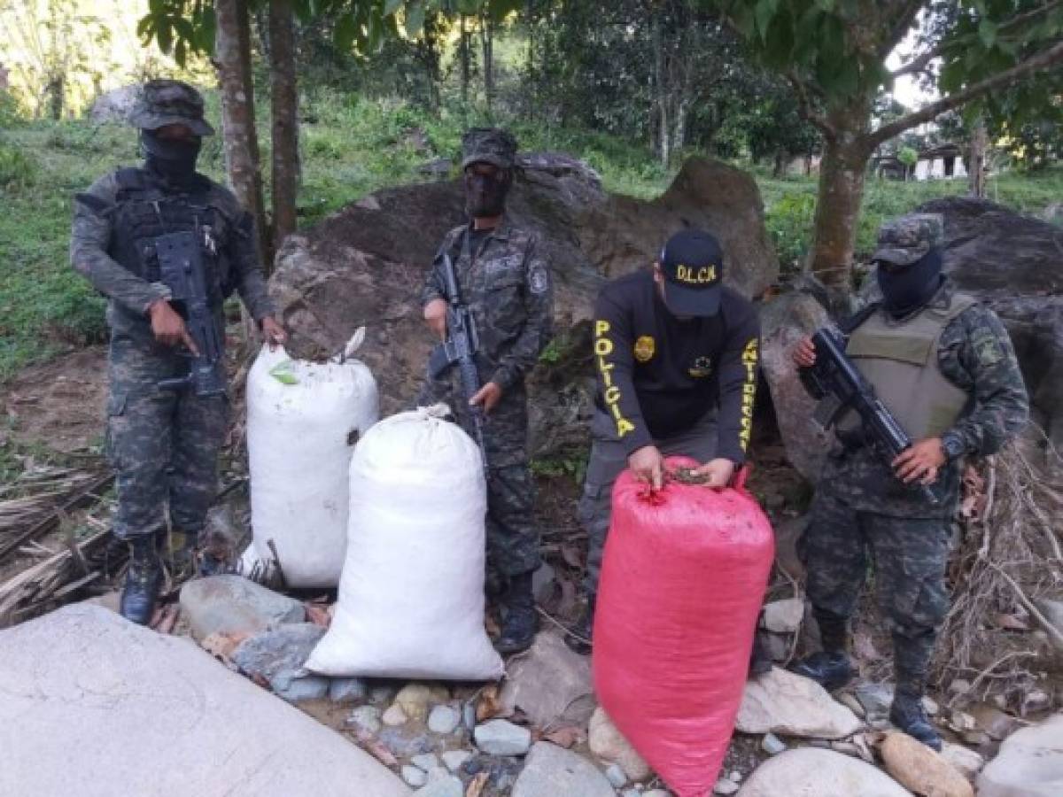 Decomisan sacos con 300 libras de marihuana en Colón  