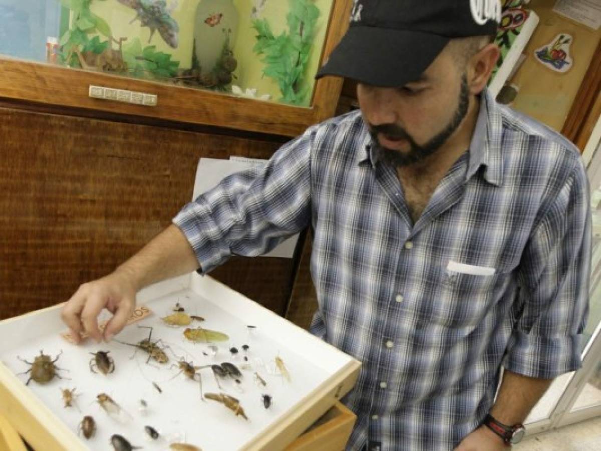 Curiosos insectos alberga la capital de Honduras