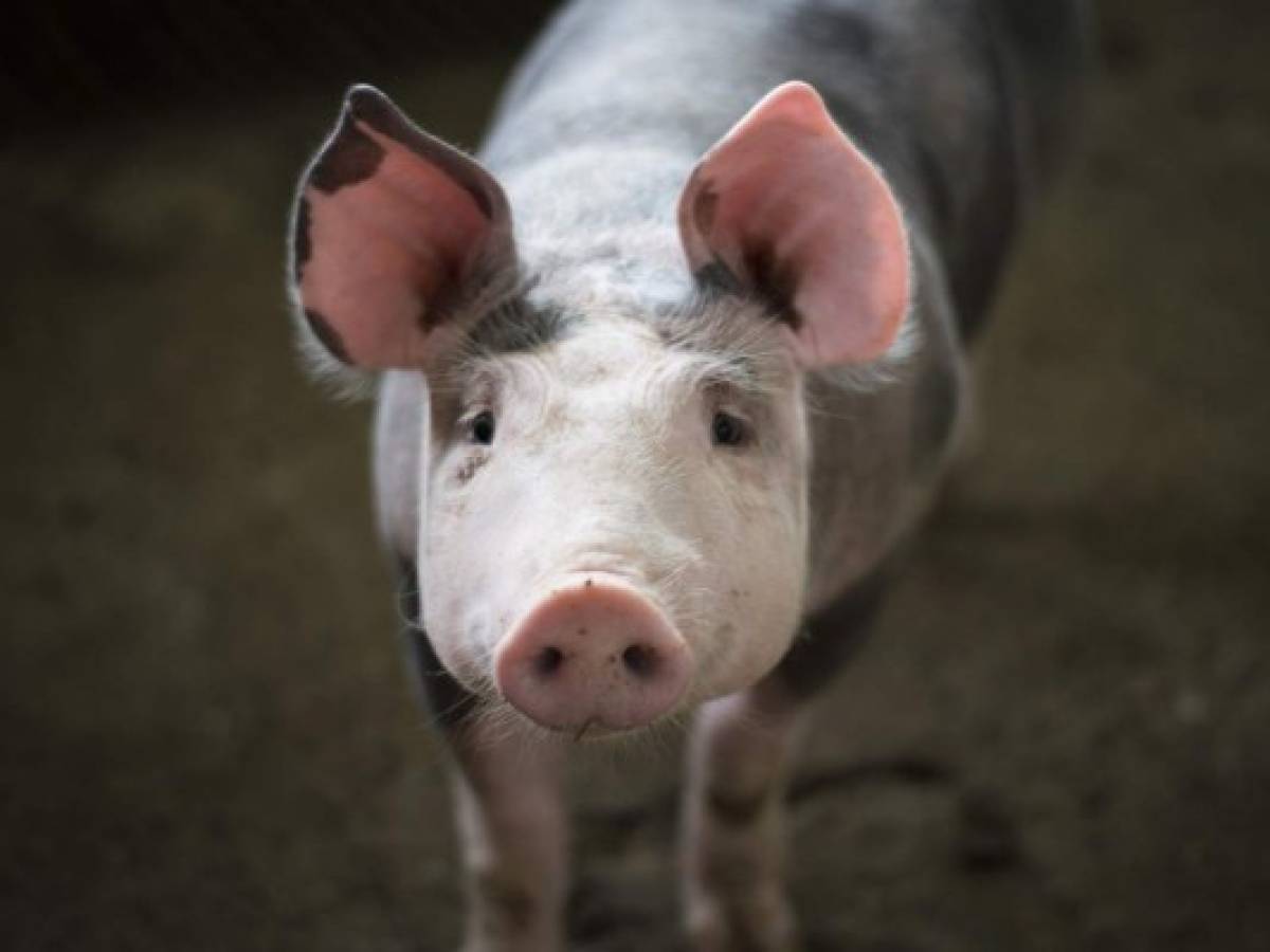 Detectan caso de peste porcina africana en el norte de Italia  