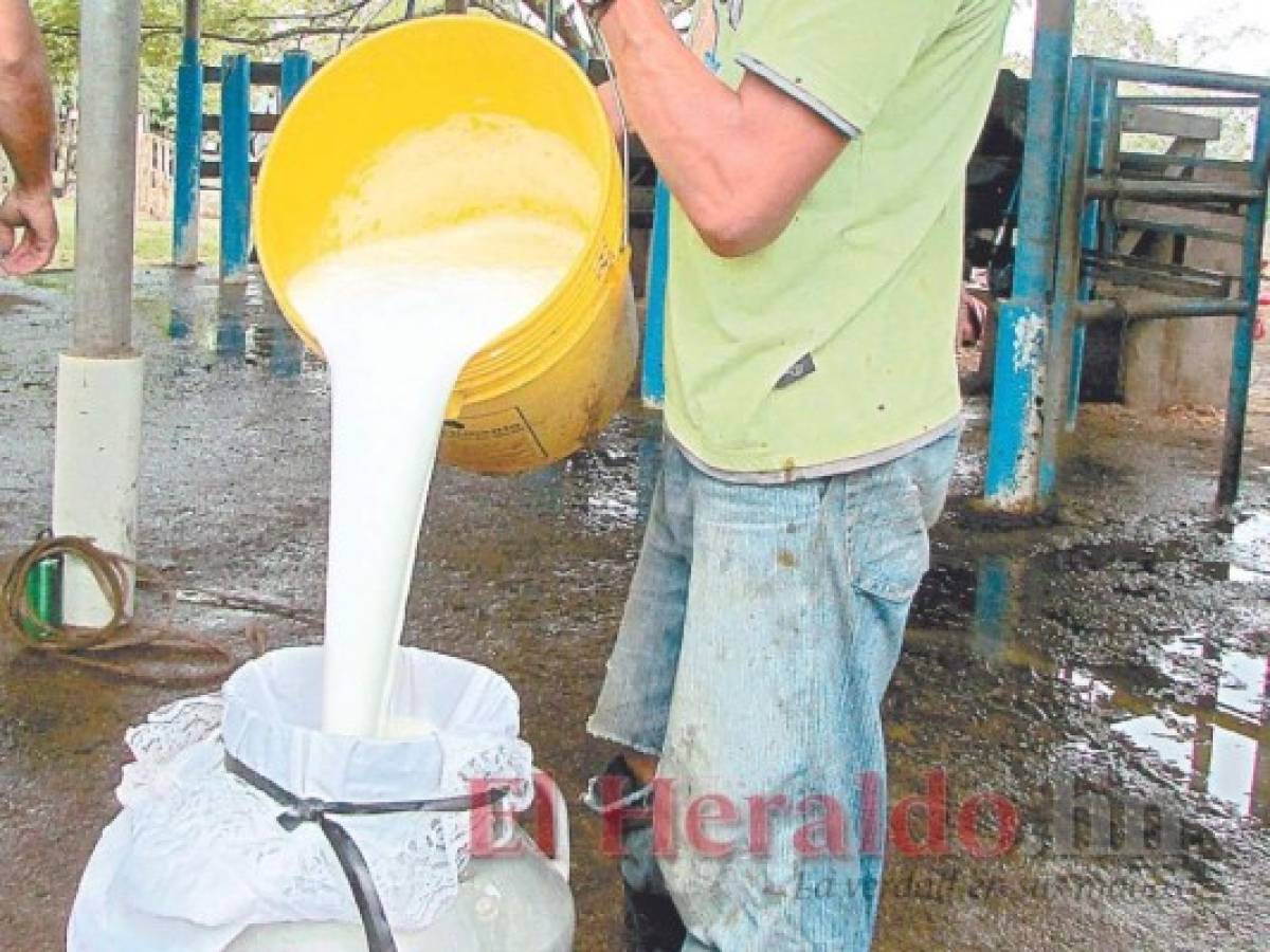 La mayoría de procesadoras de leche en Olancho cumplen acuerdo de pago
