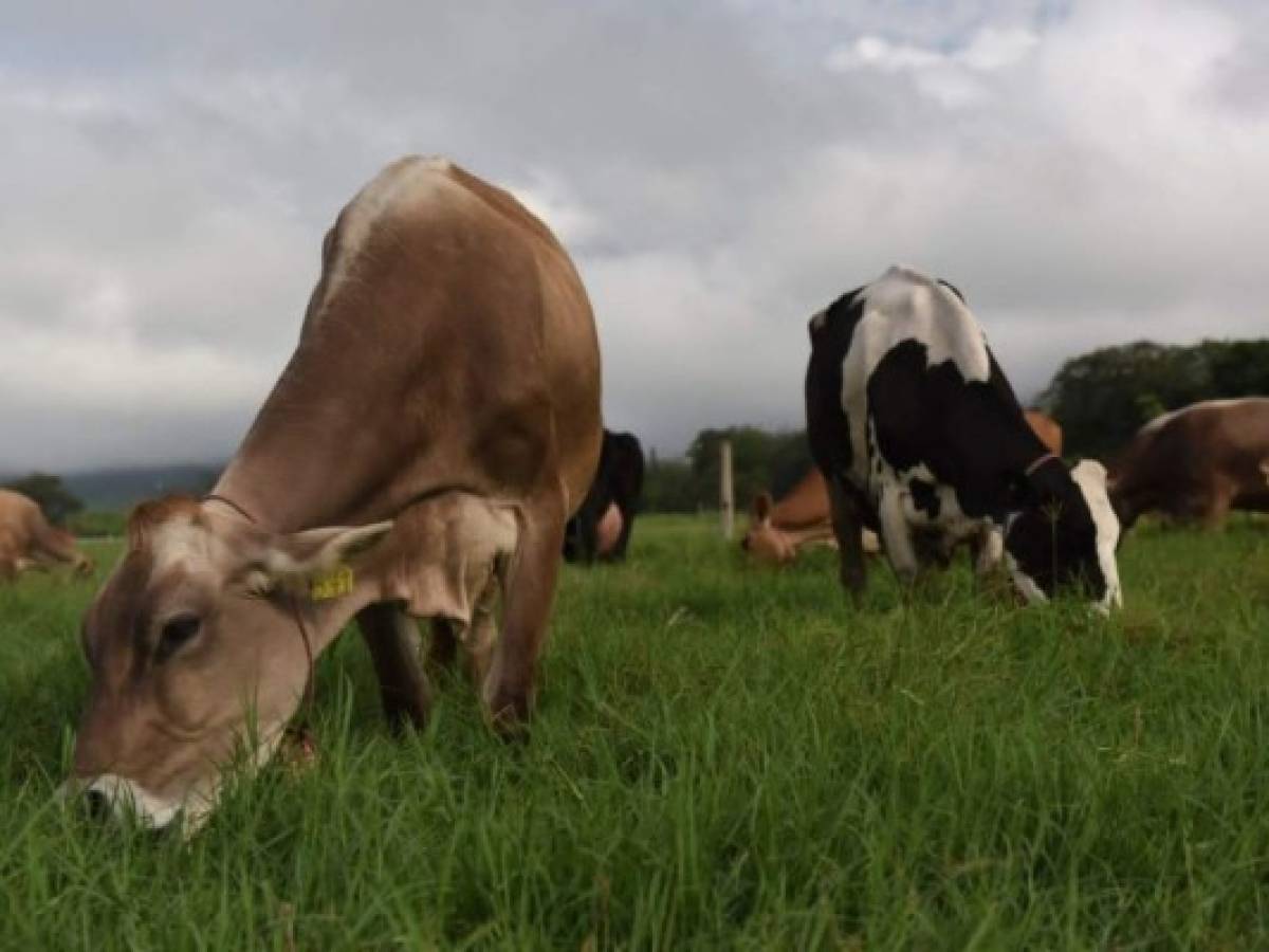 De acuerdo con los reportes, el sector ganadero genera 1.8 millones de litros de leche diarios. Foto: Cortesía