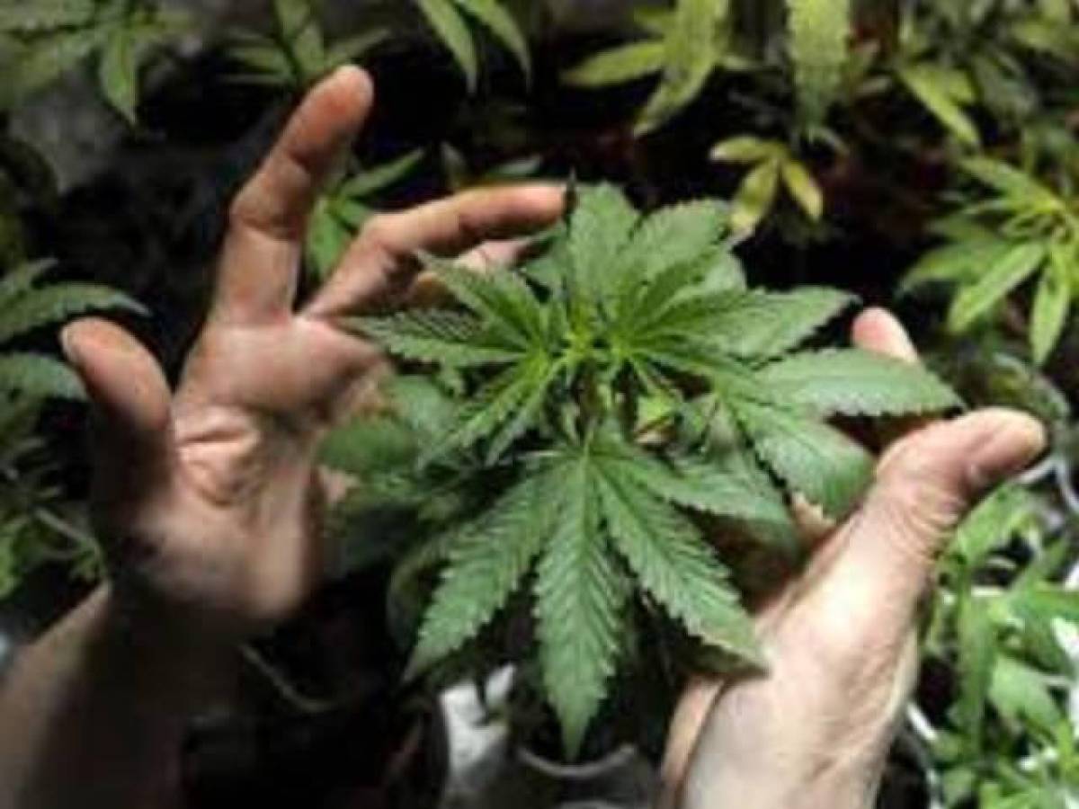 Uruguay frena el narcotráfico de cannabis, pero la compra ilegal sigue siendo mayoritaria