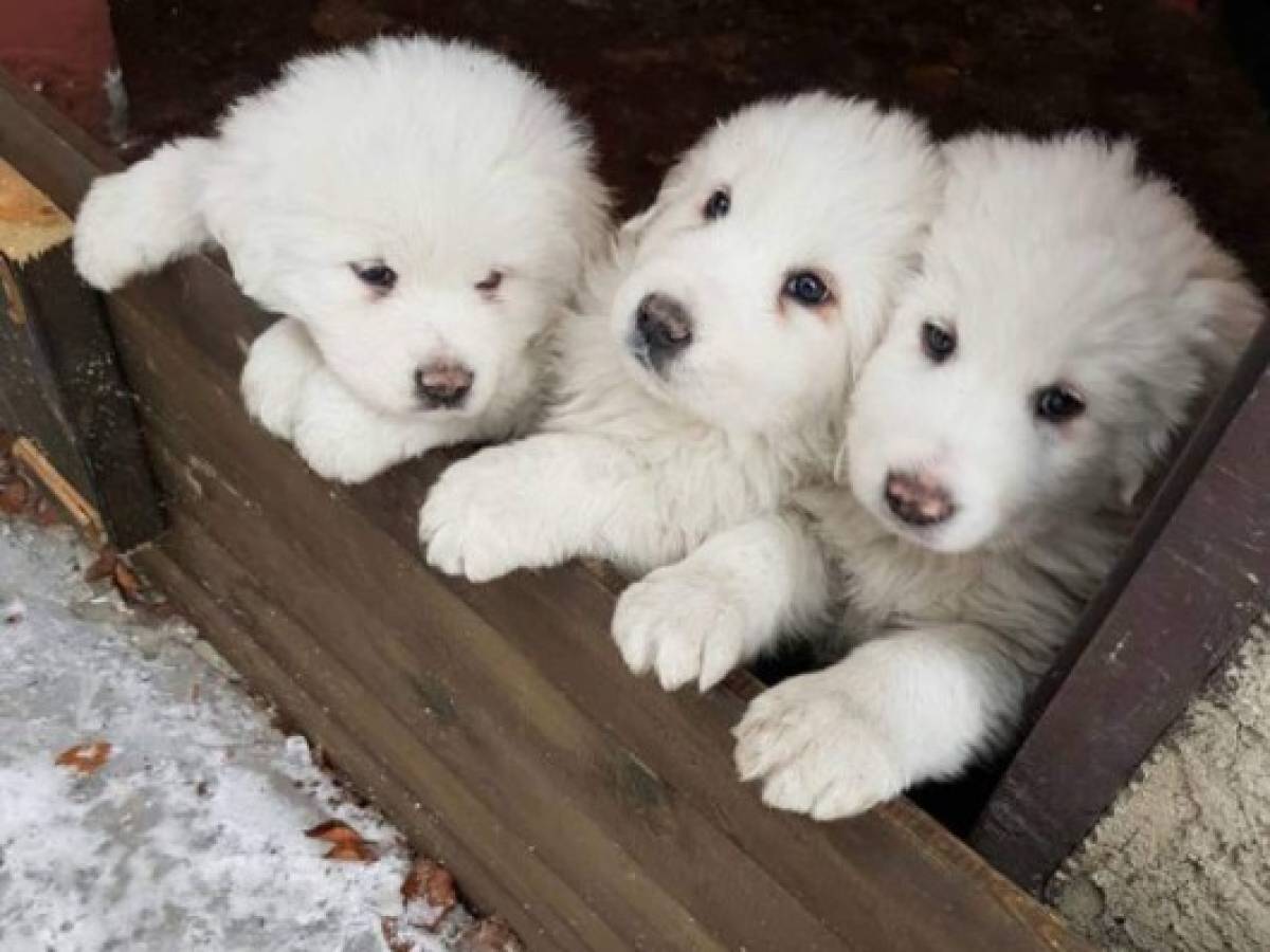 Rescatan a tres cachorros en el hotel devastado por una avalancha en Italia   