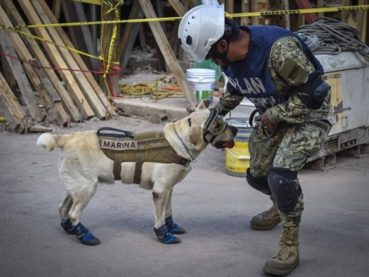 Frida, la heroica perrita rescatista que conquistó a México tras el sismo