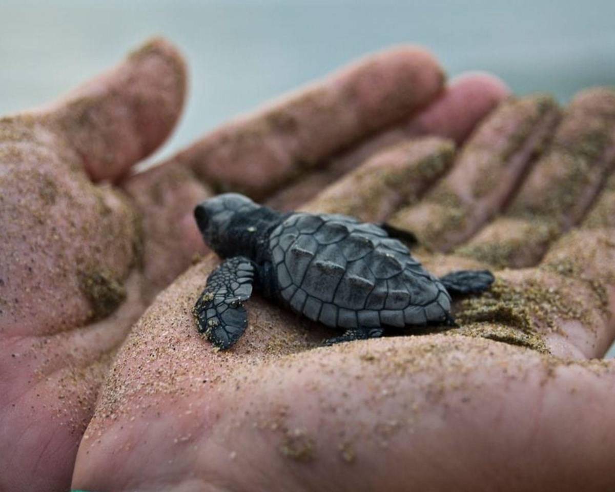 Inicia la veda en el sur de Honduras para la preservación de la tortuga golfina