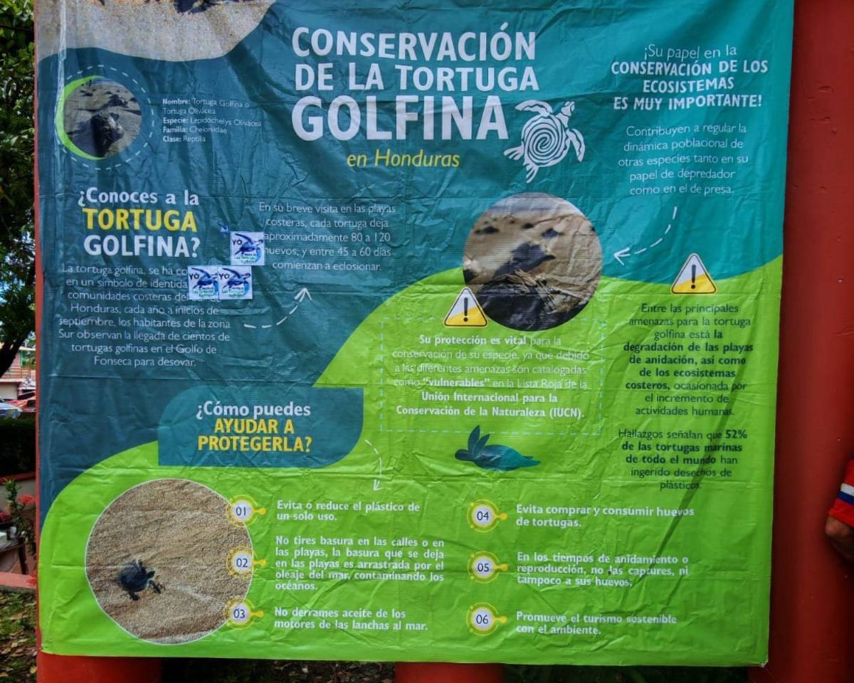 Inicia la veda en el sur de Honduras para la preservación de la tortuga golfina
