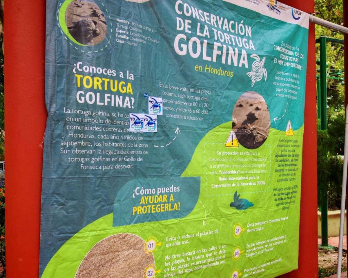 Inicia la veda en el sur de Honduras para la preservación de la tortuga golfina