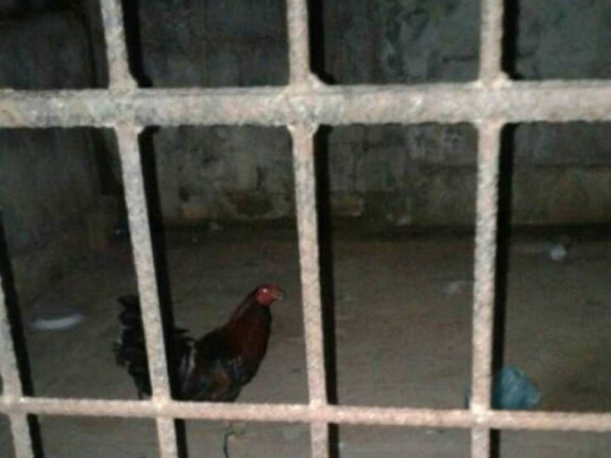 Honduras: Dejan en libertad al gallo detenido por la Policía