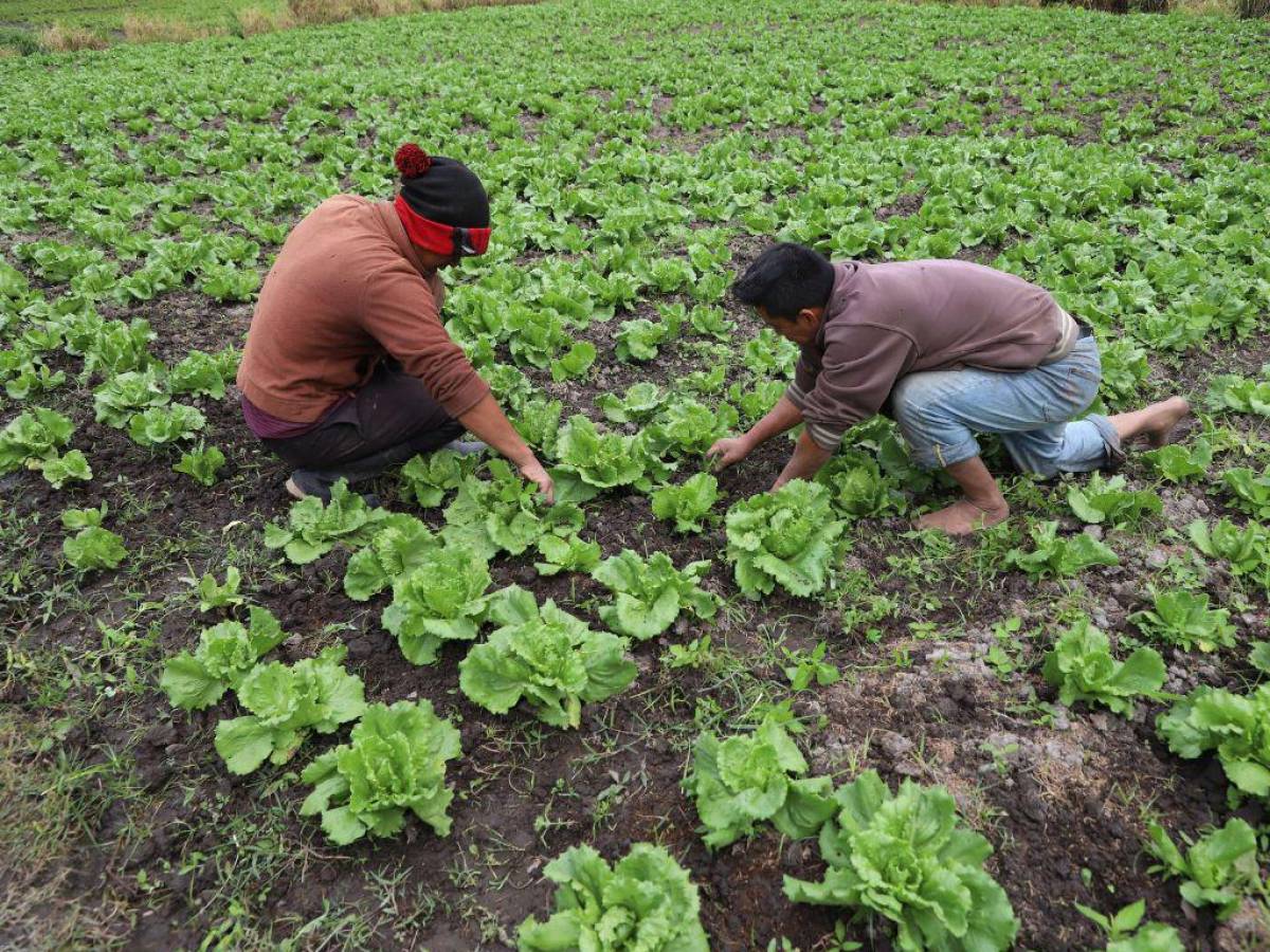 Con dificultades producen hortalizas campesinos de Lepaterique, Francisco Morazán