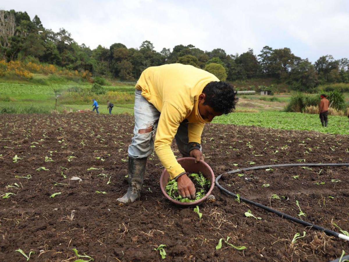 La mayoría de hortalizas tardan 90 días para que su producción esté lista y luego sea vendida en los diferentes mercados de la capital, ya que el municipio es el principal proveedor.