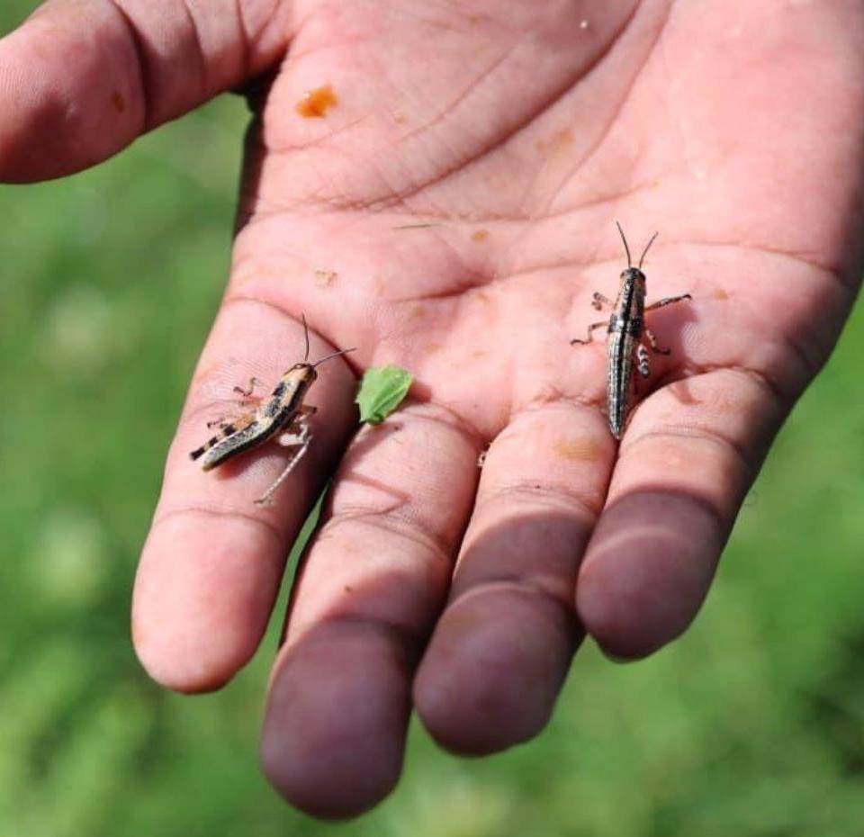 Las autoridades de la SAG instan a los productores a reportar avistamientos para control inmediato.