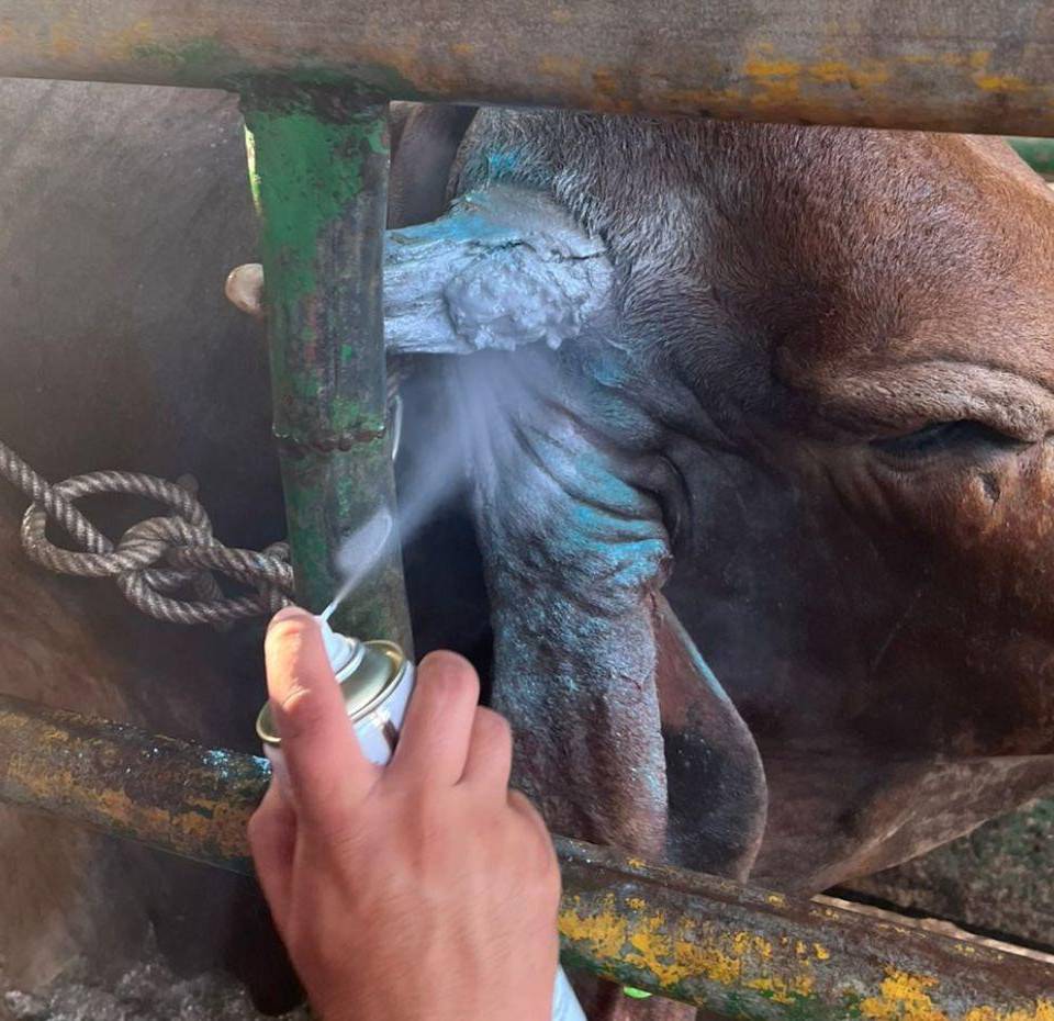 En Honduras más de 2,250 animales, la mayoría bovinos, han sido afectados por la larva del gusano barrenador.