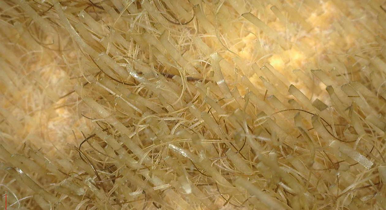 Manuscritos medievales de Claraval estaban encuadernados con piel de foca