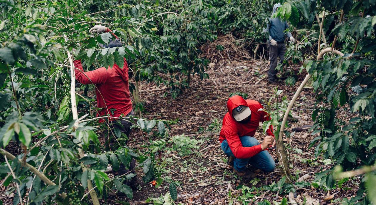 La represión migratoria de Trump amenaza el futuro del café Kona en Hawái