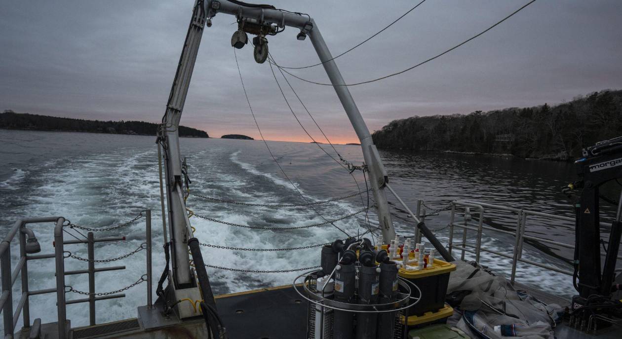 El impacto del calentamiento global en el plancton y las ballenas