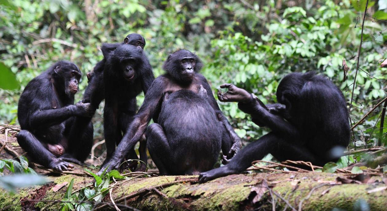 Las hembras bonobo dominan en sociedades matriarcales, desafiando el orden natural