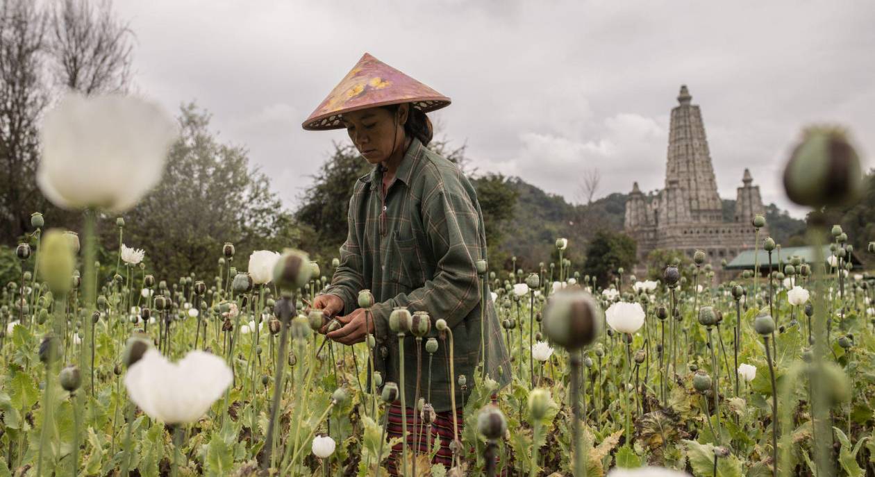 Amapolas y tierras raras: Myanmar, epicentro del crimen global