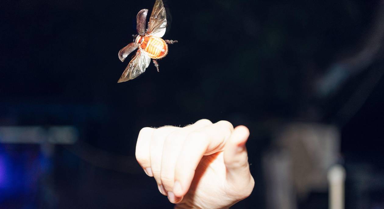 Hawái lucha contra escarabajo que amenaza sus emblemáticas palmeras cocoteras