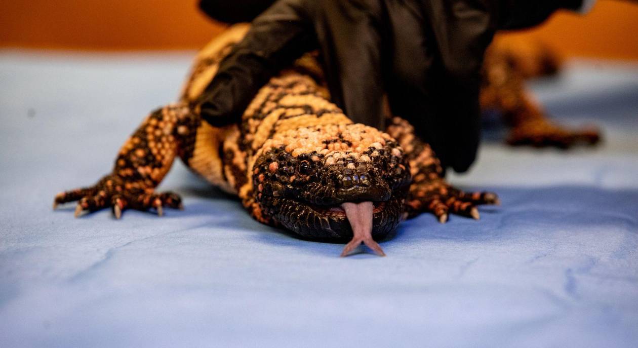 El lagarto que inspiró Ozempic ahora necesita su propio milagro médico