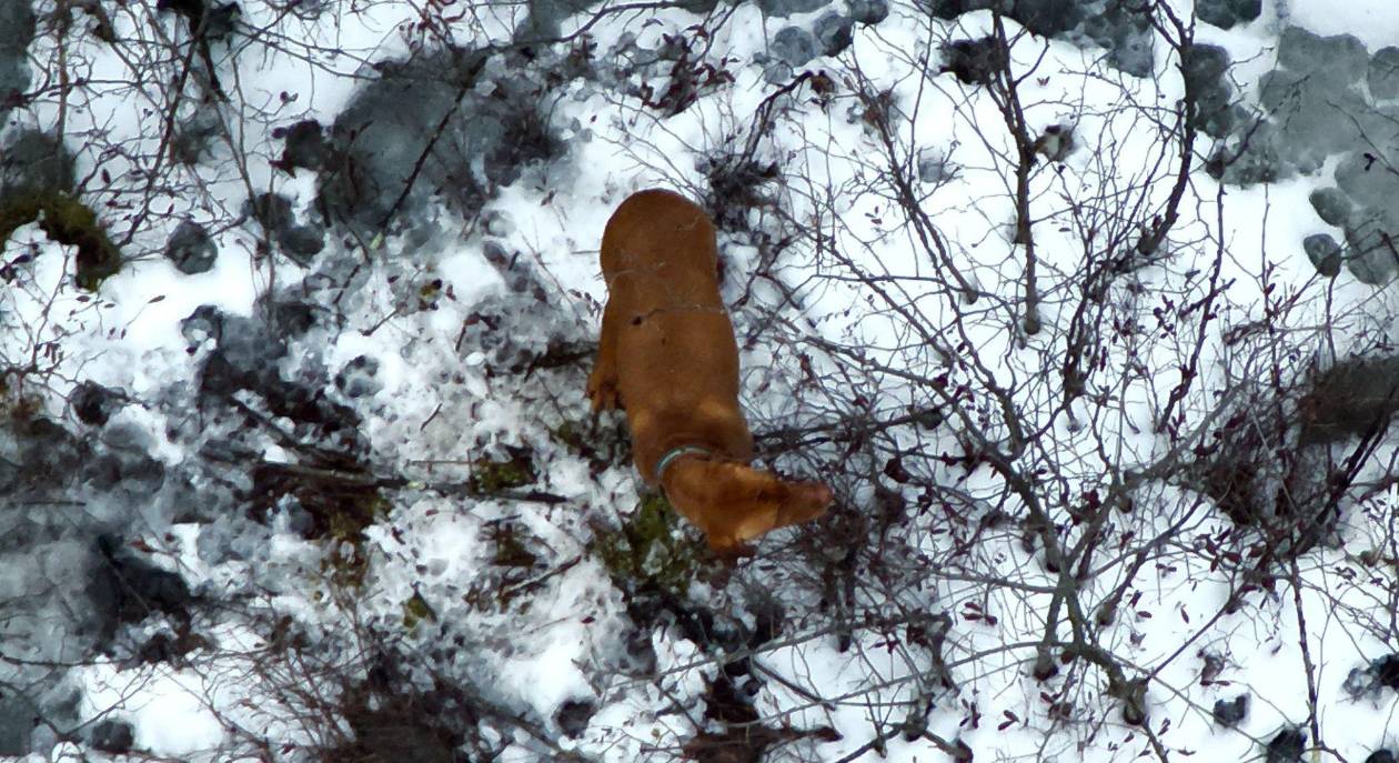 El hombre y su dron que salvan mascotas perdidas en la nieve