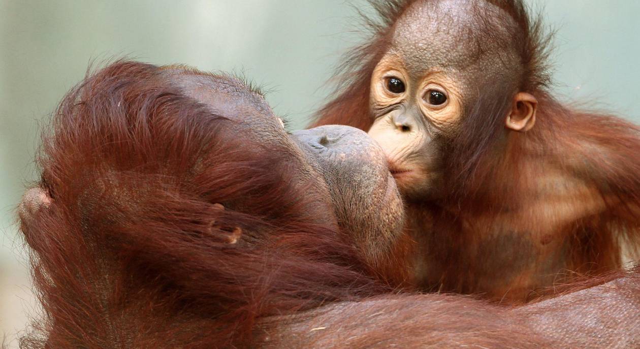 Los besos, más comunes en el reino animal de lo que se pensaba