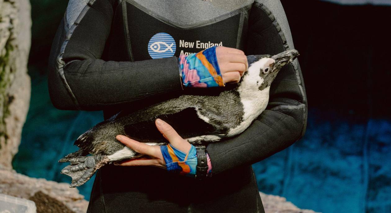 Pingüinos jubilados tienen su propia isla en el Acuario de Nueva Inglaterra