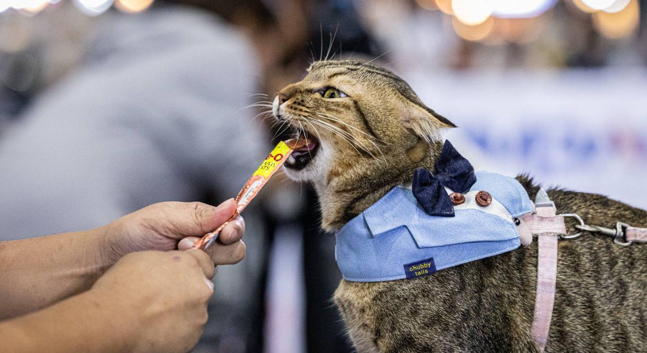 Gatos y perros en Bangkok compiten en divertidos concursos de comida para mascotas