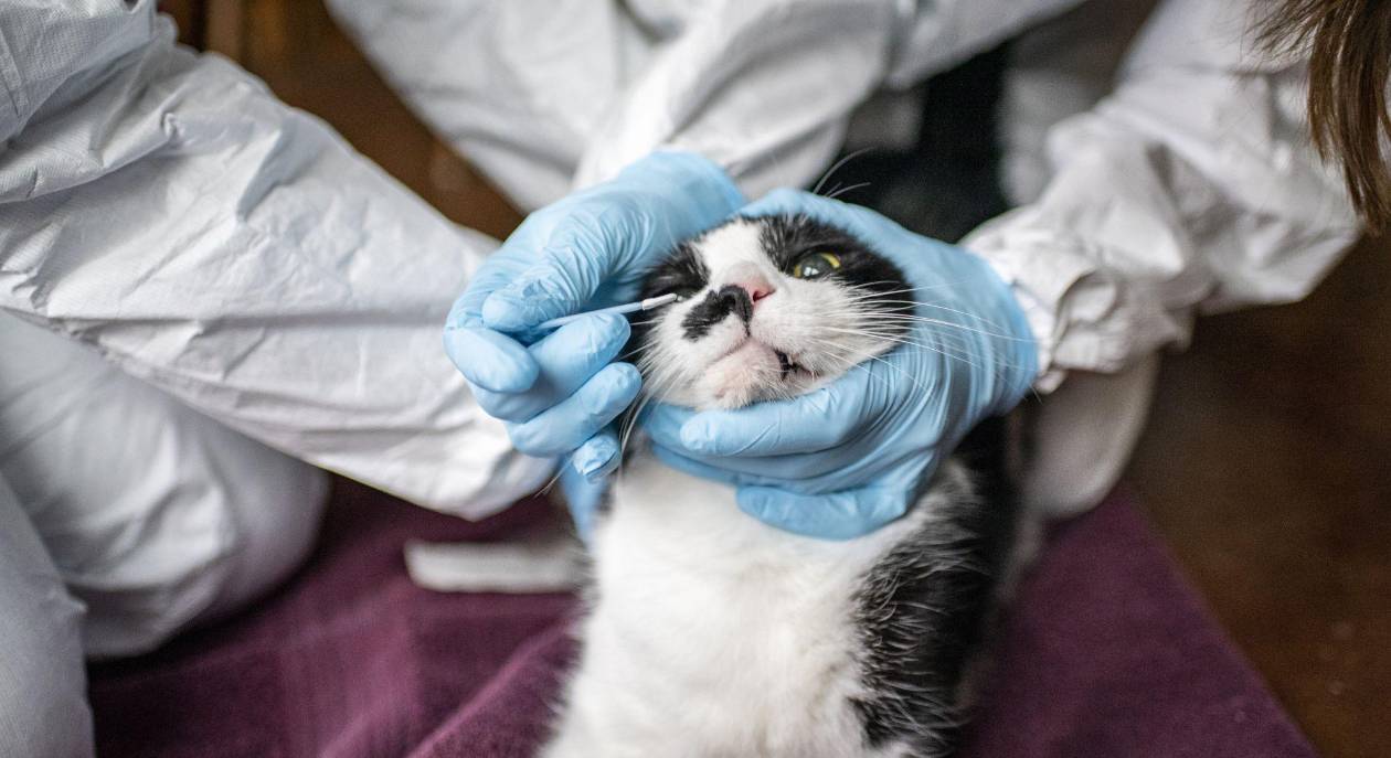 ¿Por qué es tan difícil diagnosticar a los gatos?