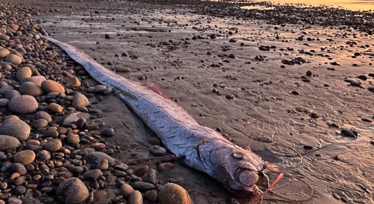 Un pez remo sorprende en la Playa Grandview de Encinitas, California