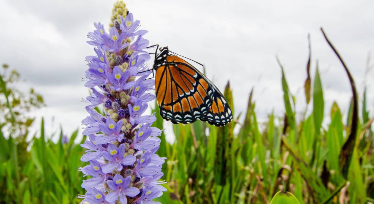 iNaturalist y la ciencia ciudadana: usuarios de todo el mundo descubren nuevas especies