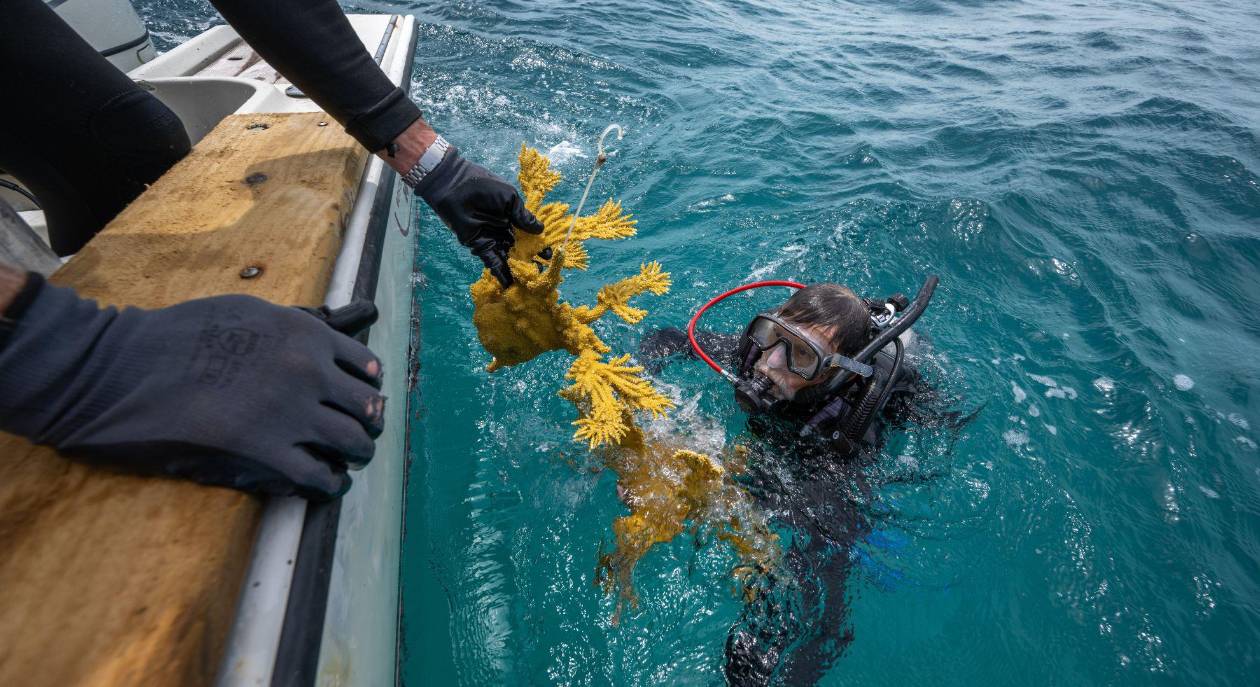 Extinción de corales en Florida: el cambio climático arrasa con arrecifes