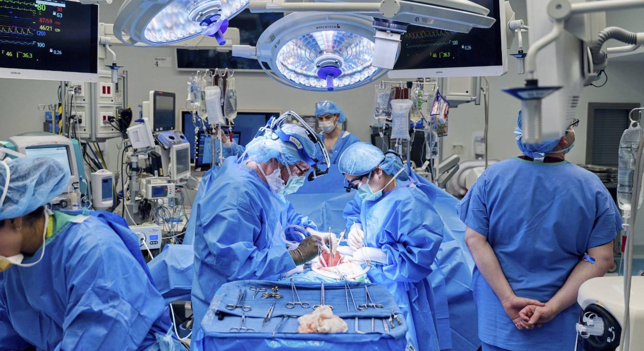 Cerdos modificados podrían acabar con la escasez de órganos humanos